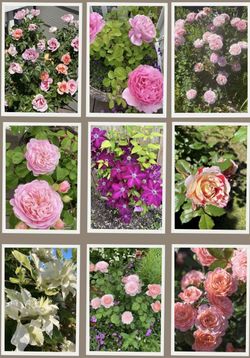 Roses And Clematis plants