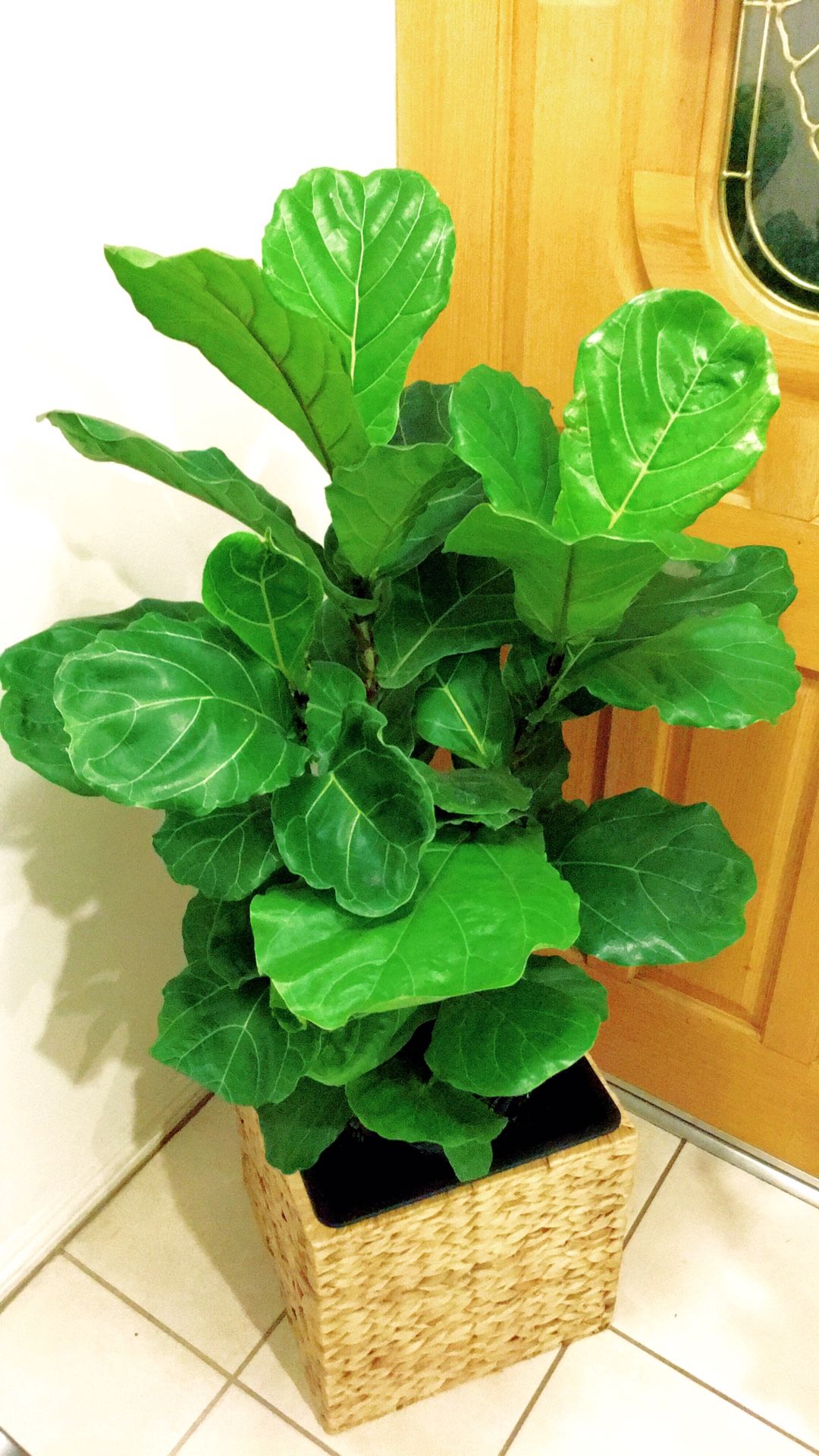 Big and Tall Fiddle Leaf Fig Plants - About 40” Tall - Plant Only - Planter Not Included