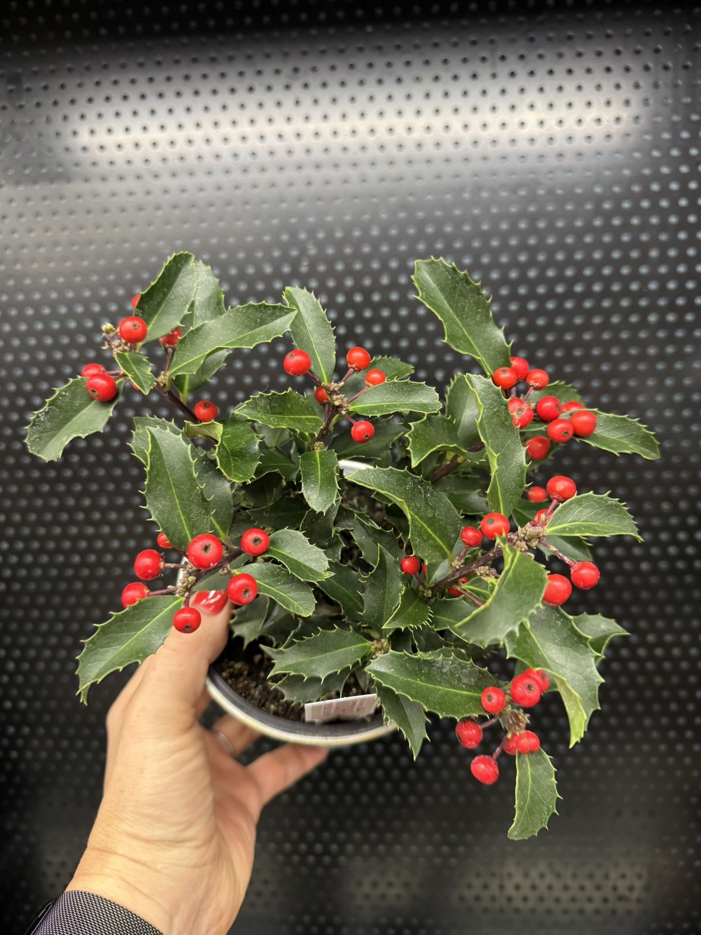 🪴Housplqnt Holly Berry Plant