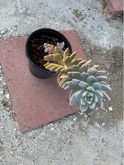 Suculenta