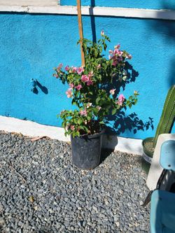 Bougainvillea champagne