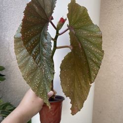 Begonia Lercerna Plant 
