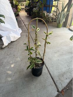 6” xl Hoya Susie q ( different from the queen )