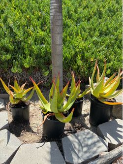 Aloe Thraskii