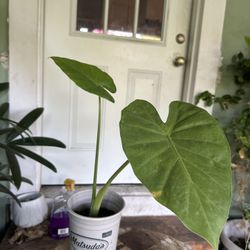 Elephant Ear Plant