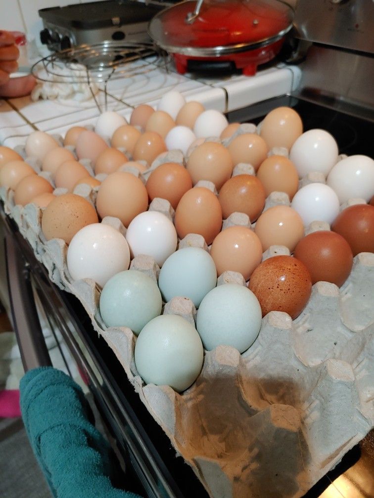 Chicken or duck eggs