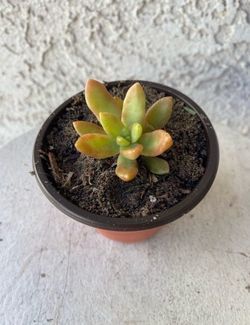 3 Inch Pot Succulent Plant - Sedum Adolpho Nussbaumerianum - Orange Delight - Coppertone Stonecrop - Rooted & Established - Drought Resistant - 🪴