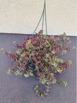 Calico kitten plant