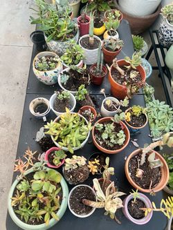 FREE SUCCULENTS (Excluding pots)