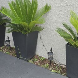 Palm Cycas Revolutas