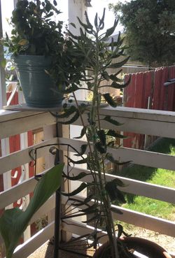 Mother Of Thousands