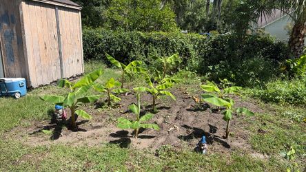 Lady finger banana trees for sale.
