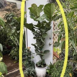 See description ~Live plant!! ~6ft super healthy fiddle leaf, ceramic pot not included; 95820