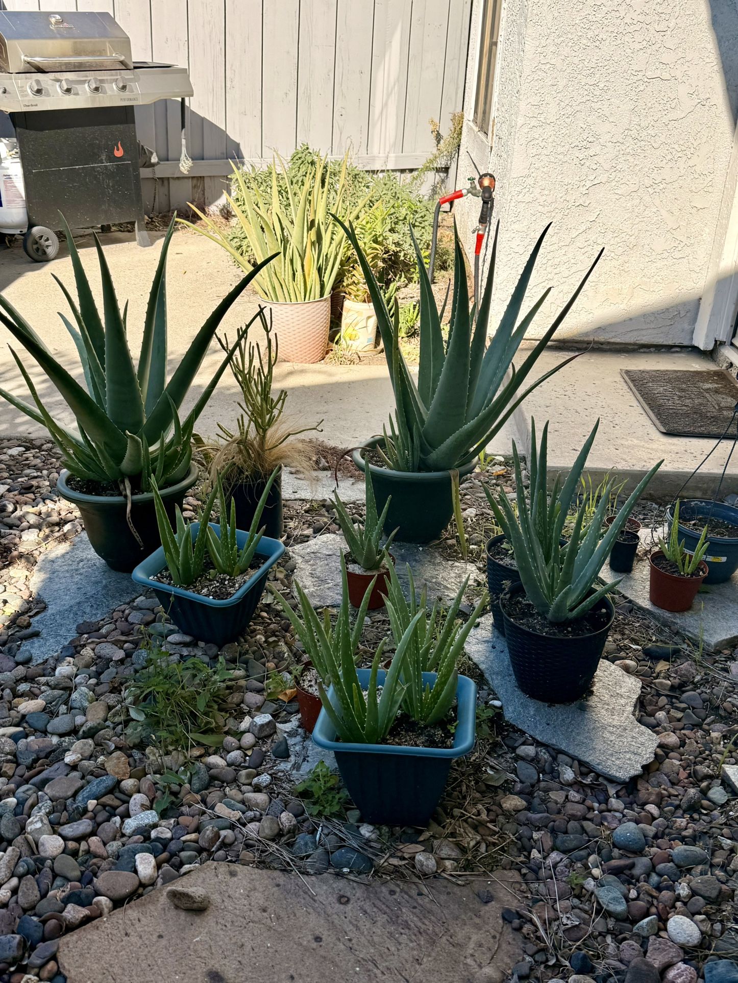 Aloe Vera Plants