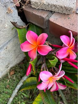Plumeria cuttings