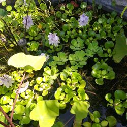 Pond Plants 