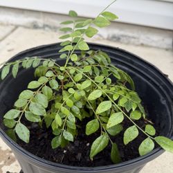 Curry Leaf Plants
