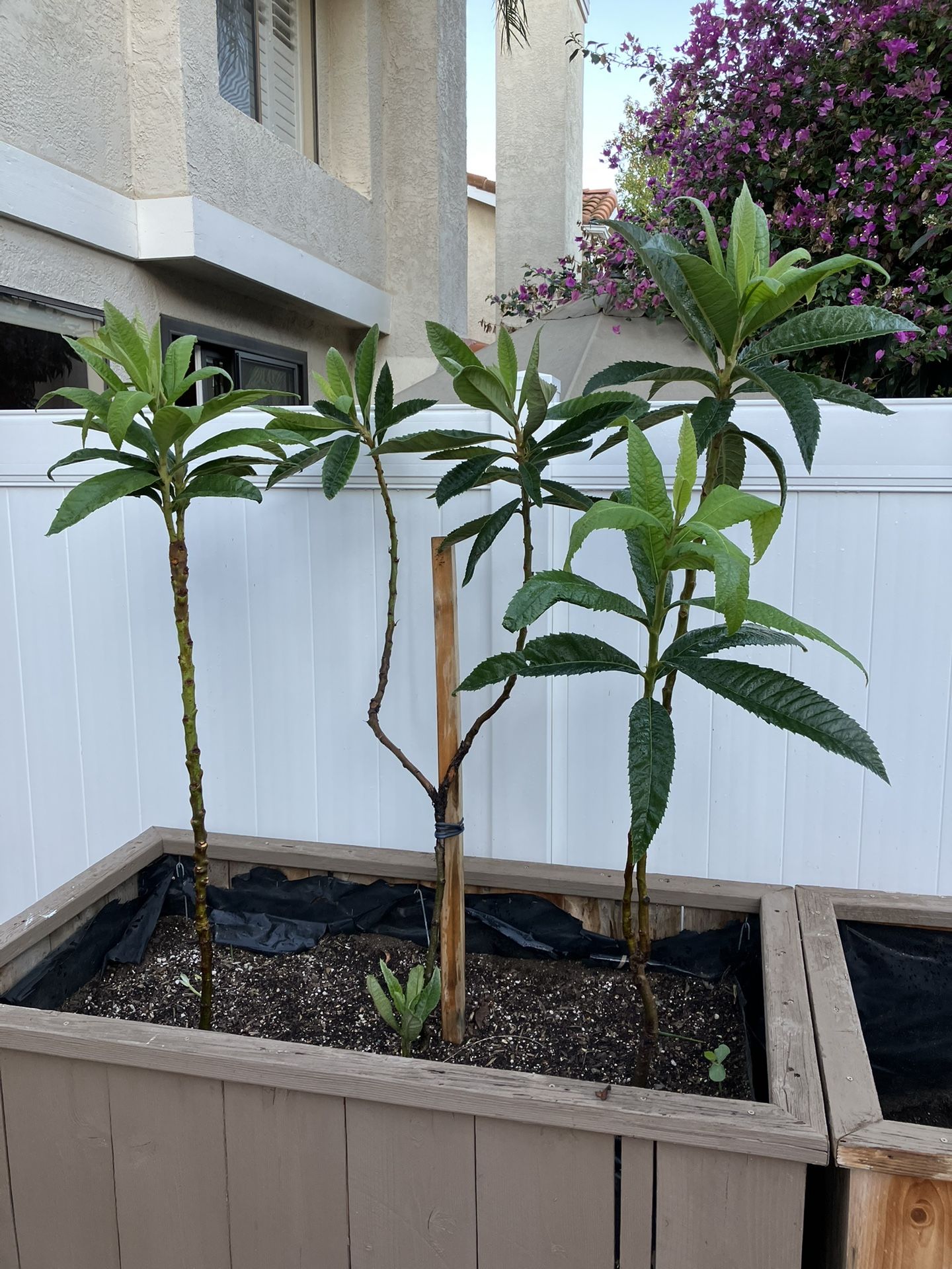 2nd Year Loquat Tree Suckers (takes 2-3 Years To Fruit)