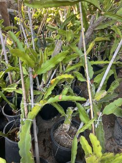 Dragon Fruit Plants 4-6 Feet $20.00