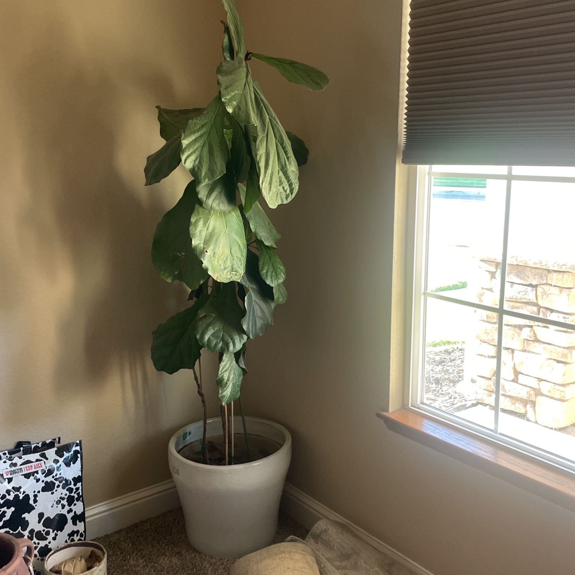Fiddle leaf Plant No Pot