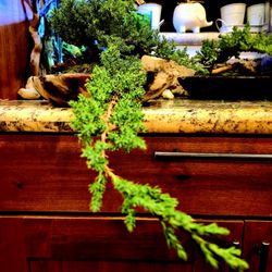 Beautiful Bonsai Tree