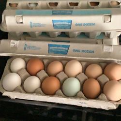 Fresh Chicken Eggs 