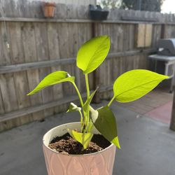 Golden Pothos Plant 