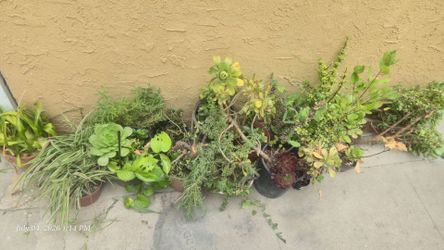 Free plants pick up montclair