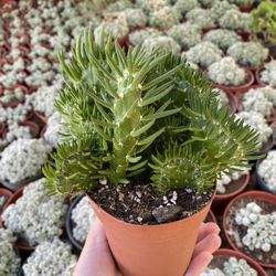 rare cactus 🌵 