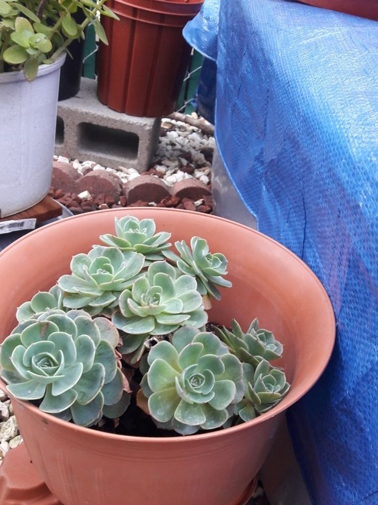 Large Pot Of Flowered Succulents