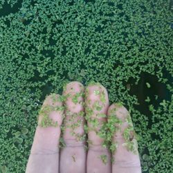 Duckweed, aquarium pond, floating plants.