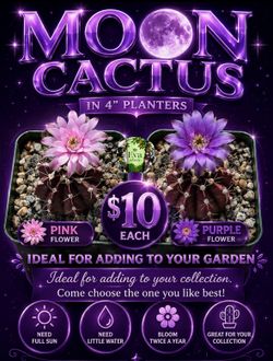 Purple moon cactus 🌵💜🩷