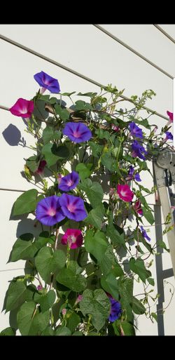 Morning glory plants