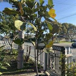 Plants Succulents Potted Green Fiddle-leaf Fig
