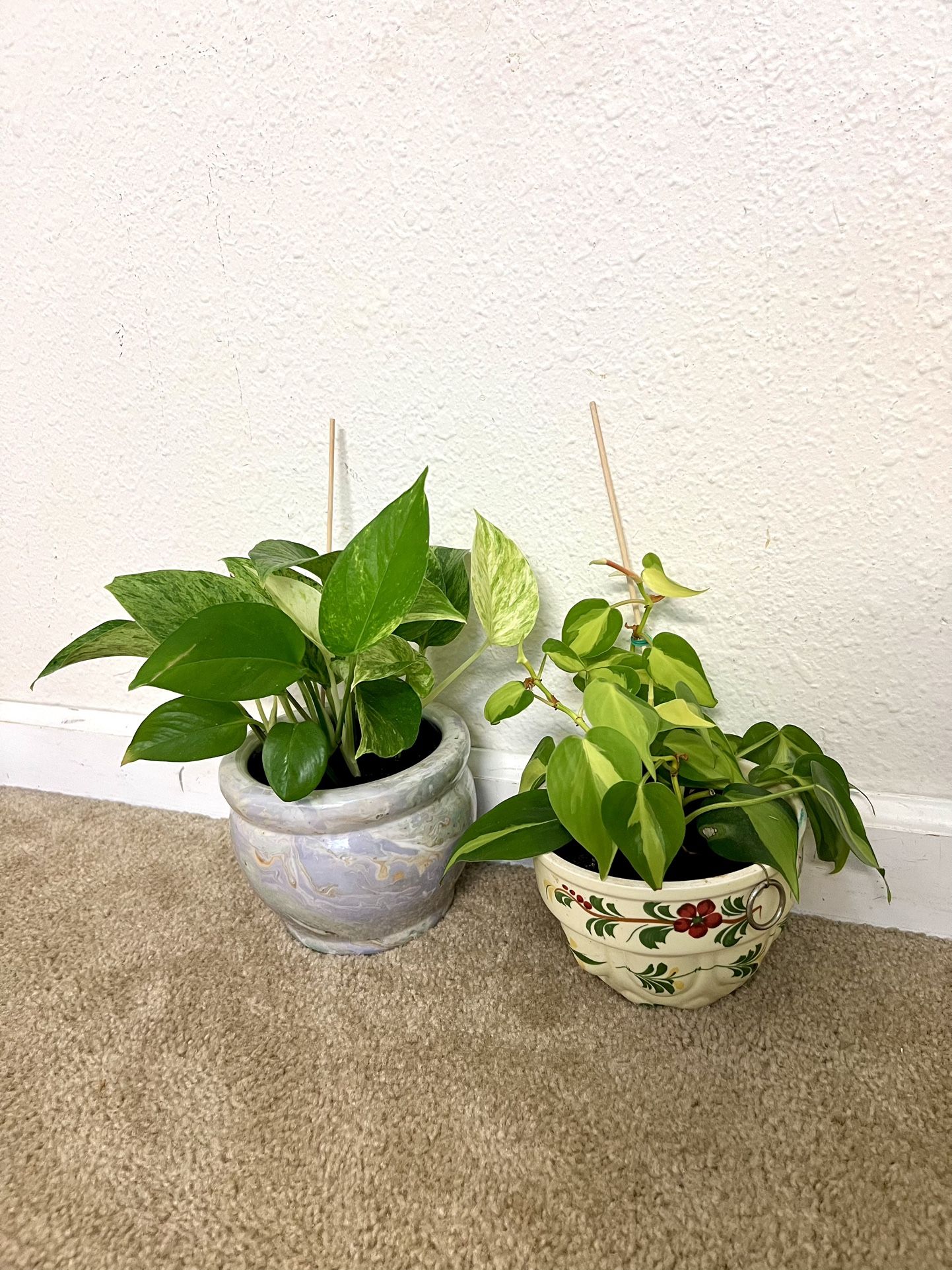 Pathos Plant 🪴 Brasil philodendron Plant