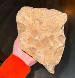 Paleozoic brachiopod matrix plate fossil gemstone specimen