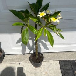Plumeria Tree