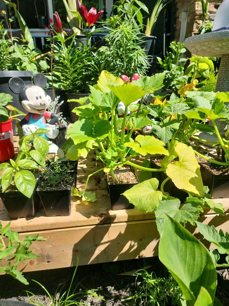 Vegetable Plants
