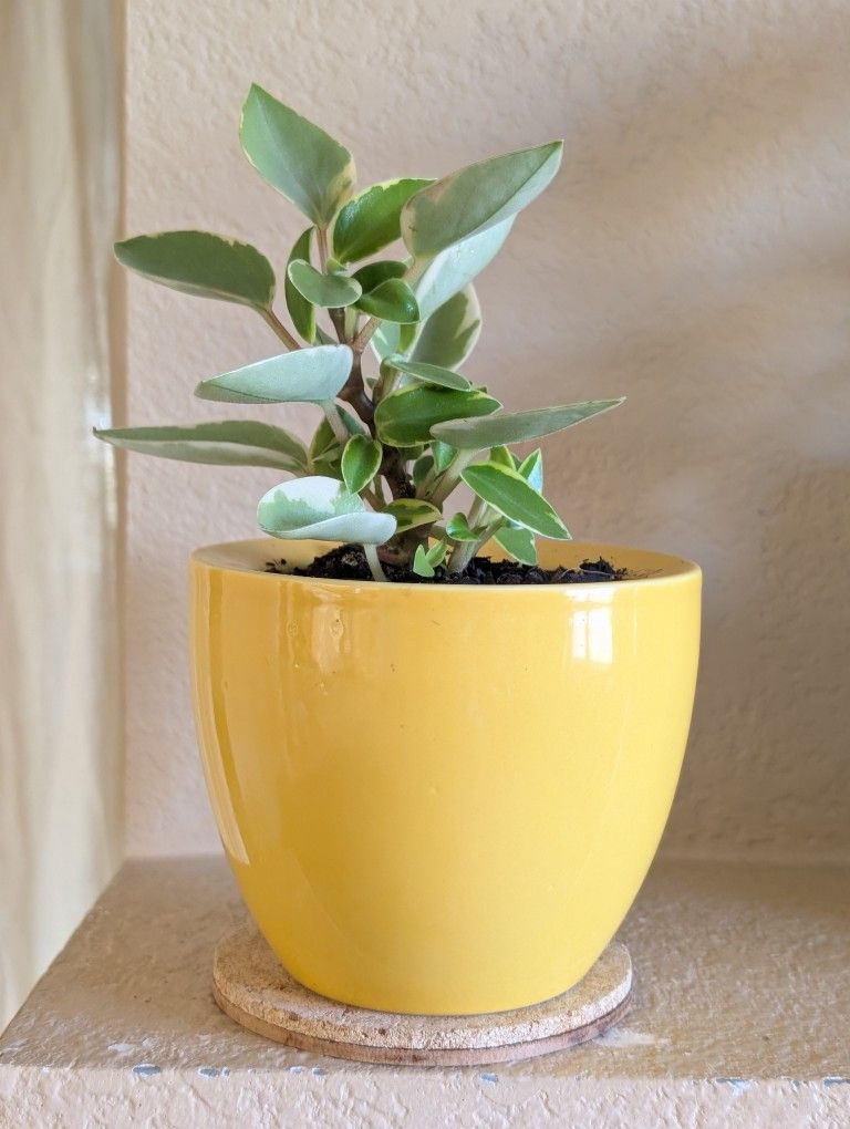 Healthy Beautiful Indoor Plant(Peperomia)