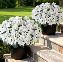 YXZZWL Set of 2 Artificial Azalea Flower Topiary Trees - Fake Silk Flower Potted Plants, White