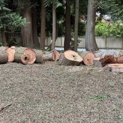 Free! Fresh Cut Hemlock