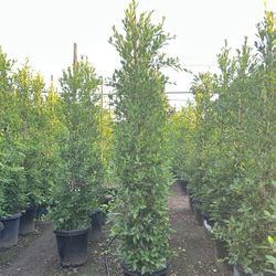 Ficus Nitida Indian Laurel Privacy Hedge 