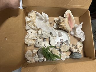 Box Of Sea Shells 