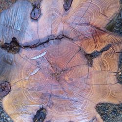 3ft Tall 4f Wide About Big Cut Chunk Of Flower Shaped  Tree For Table Tops