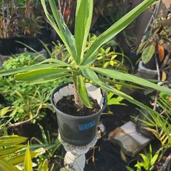 Yuca plant 6" size pot $2.00