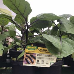 Japanese Ichiban Eggplant Seedling Plants 1 Gallon