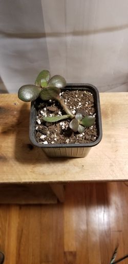 Jade Crassula Sprouts / Baby Plants
