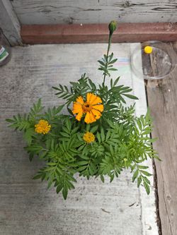 Marigold Plant