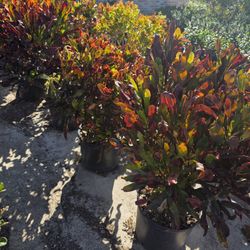 Crotos California 7gallones 3ft Tall 