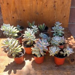 Succulents 